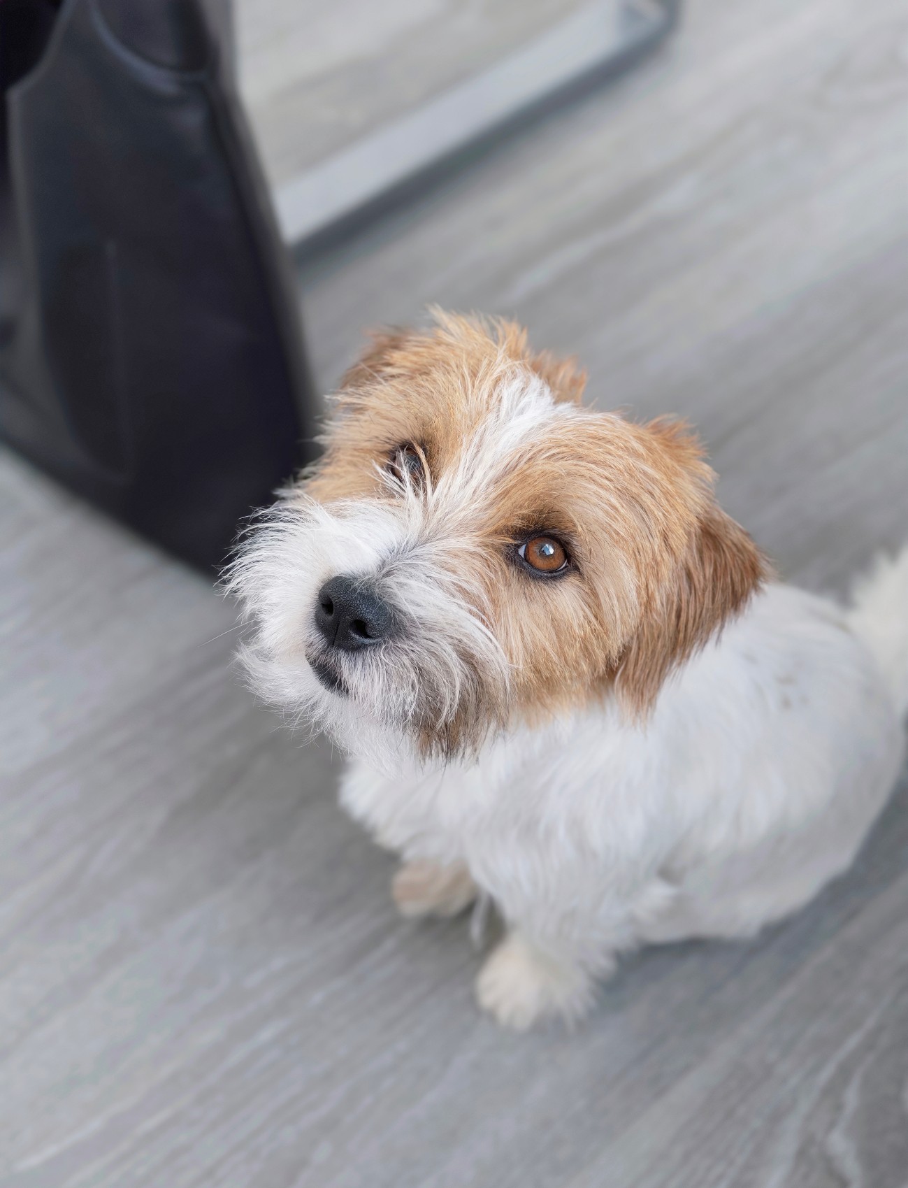 Kanzleihund Milo